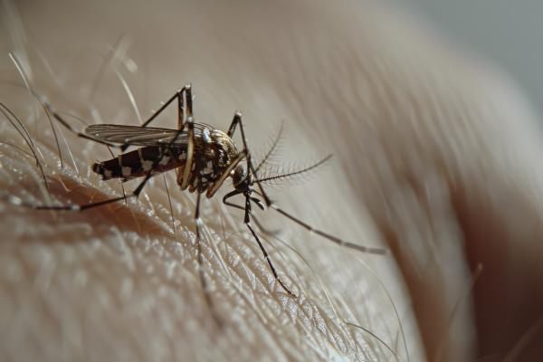 Zakaj danes obeležujemo svetovni dan komarjev?