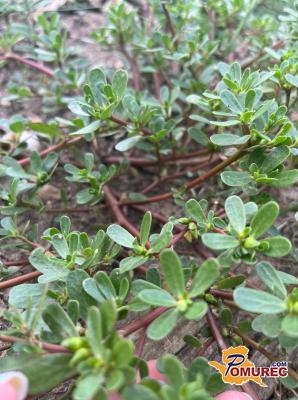 Ta »plevel«, ki ga vztrajno odstranjujemo je zdravilen in okusen