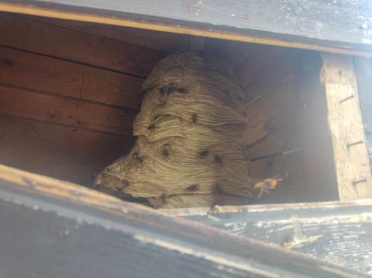 FOTO: Gasilci odstranili nevarno sršenje gnezdo v Črenšovcih