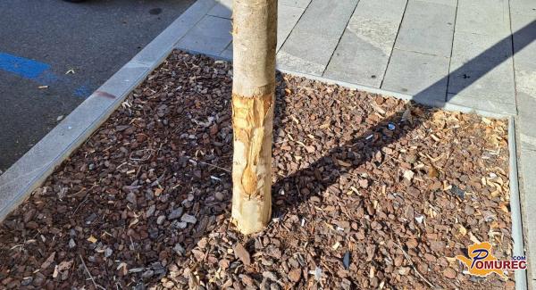 FOTO: Vandali poškodovali drevo v Murski Soboti