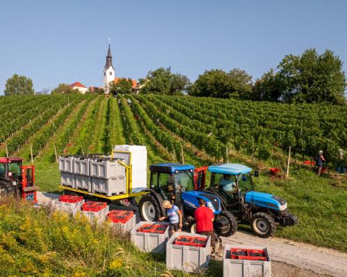 FOTO: V ormoško-ljutomerski kleti začeli rekordno zgodnjo trgatev