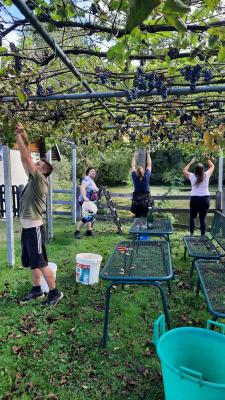 FOTO: Tradicionalna brotva Turističnega društva Cven