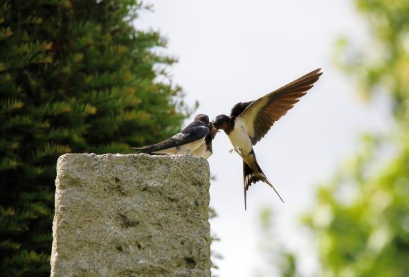 Kako pomagati lastovkam, ki niso mogle poleteti na jug?