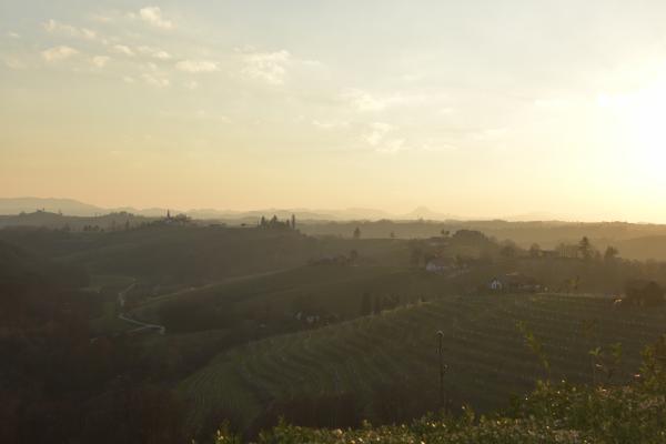 Grozljivo leto za slovenske vinarje
