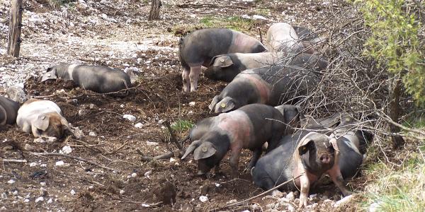 V prekmurske državne gozdove pripeljali 10 krškopoljskih prašičev
