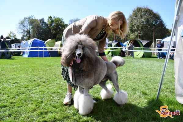 FOTO in VIDEO: V Gaberju potekala državna razstava psov vseh pasem