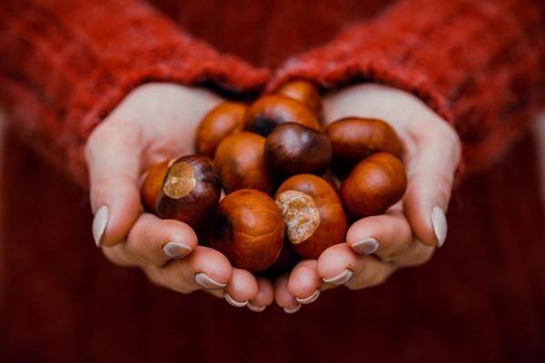 Divji kostanj: Zdravilno darilo jeseni