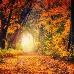 fall-3186876_1280.jpg