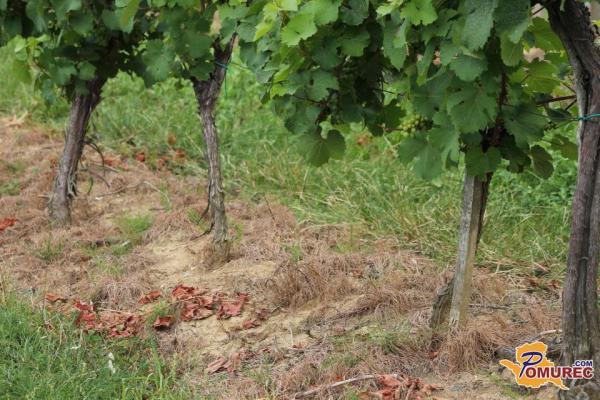 Zaradi suma zlate trsne rumenice možna finančna pomoč vinogradnikom