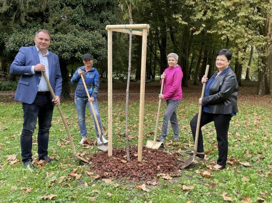 V Mestnem parku zasadili rožnato drevo