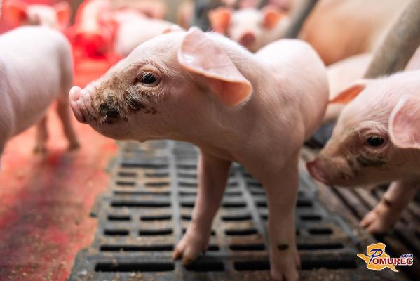 FOTO in VIDEO: Sodobna prašičereja v Gradišču - Kmetija Varga kot vzor uspeha