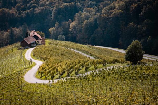FOTO in VIDEO: Srce med vinogradi - vinogradniška kmetija Dreisiebner navdušuje z vinom in turizmom