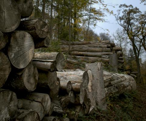 Ob prihodu nizkih temperatur pomurski gozdovi tarča tatov lesa