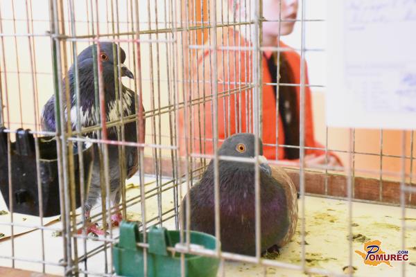 FOTO: V Murski Soboti dvodnevna razstava malih živali