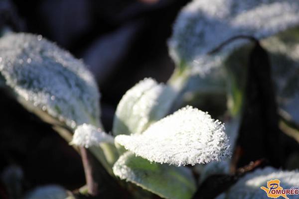 Prihaja ohladitev, jutranja slana že na pragu