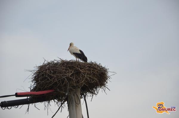 Zimsko spremljanje belih štorkelj: Pomagajte pri zbiranju podatkov