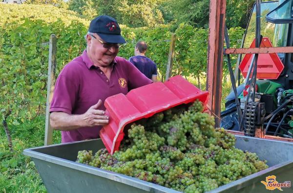 Ob martinovem: Slovenci si lahko privoščimo 74 litrov kakovostnega vina 