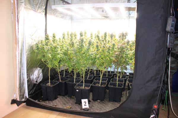 FOTO: Pri 28-letniku odkrili večjo količino prepovedanih rastlin