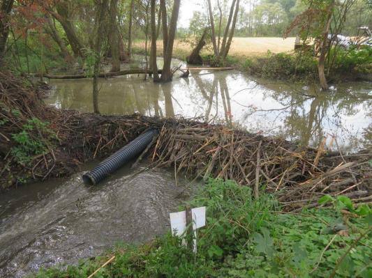 Kako prijaviti škodo zaradi bobrov?