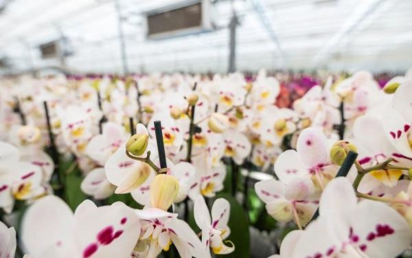 Preživite čarobni dan med orhidejami!
