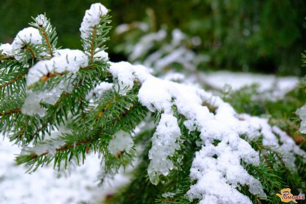Temperature blizu ledišča, oblačnost z rahlimi padavinami. Kje bo snežilo?