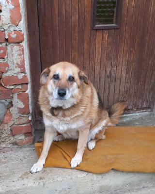 FOTO: Nikogar več ni, da bi jo stisnil k sebi – Rexi išče nov dom!