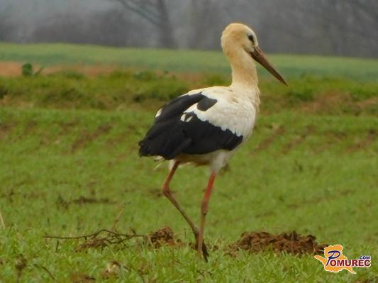 FOTO: Zimski sprehod bele štorklje po prekmurski ravnici
