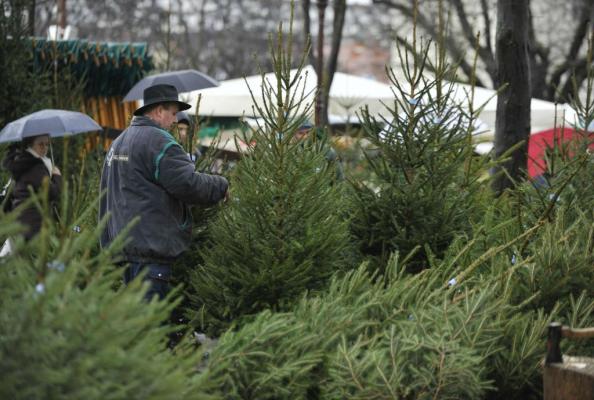 Kako prepoznati trajnostna novoletna drevesca?