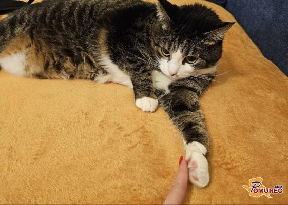 VIDEO: Danes v Pomurskem dnevniku