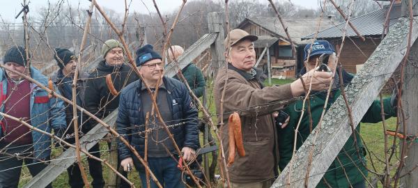 FOTO: Člani Vinogradniško-sadjarskega društva Filovci so pripravili Vincekov rez vinske trte