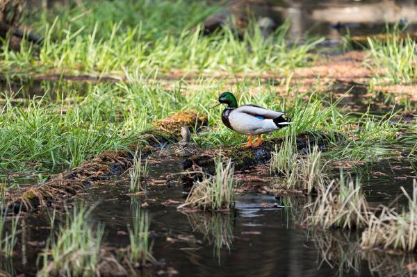 Pomen mokrišč v Pomurju