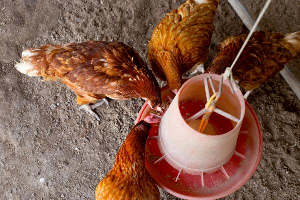 Konec trpljenja kokoši? Društvo AETP zahteva prepoved baterijske reje