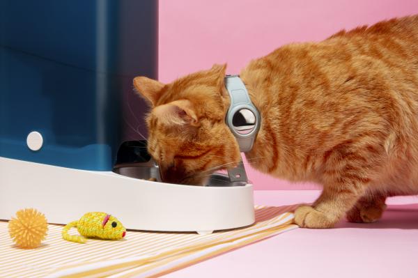 Ste kupili to hrano? Vaša mačka je lahko v nevarnosti!