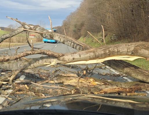 FOTO: Veter ne prizanaša - podrta drevesa na teh cestah