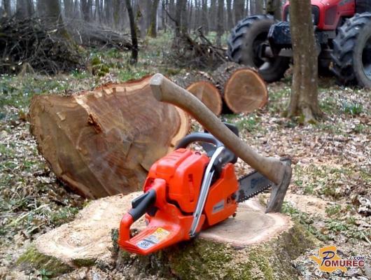 Ne tvegajte kazni: Označite drevesa za posek pravočasno!