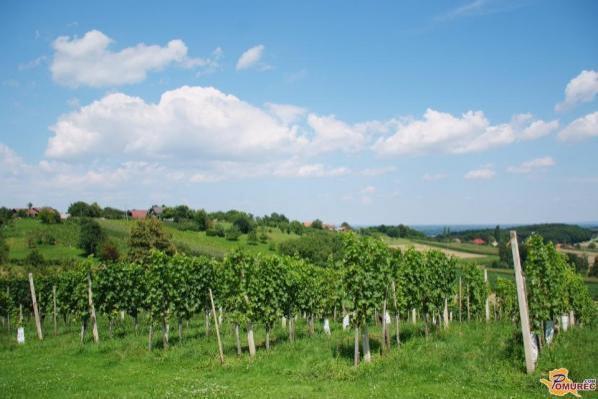 Zakaj je danes pravi čas za obisk vinograda?