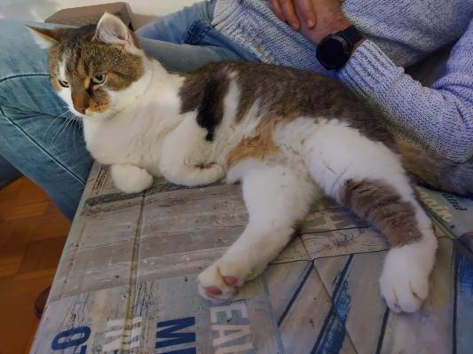 FOTO: Ganljiva zgodba na družbenih omrežjih: Kdo bo rešil Tomija?