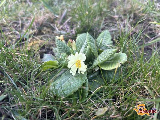 FOTO: Pomlad v Pomurju se že prebuja