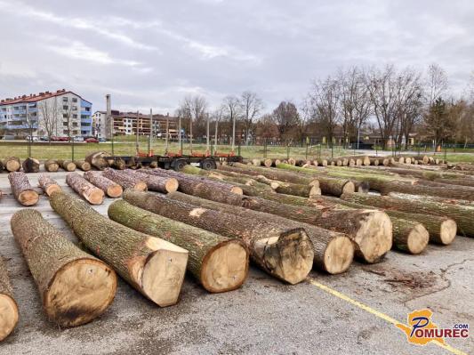 Kaj prinaša letošnja dražba lesa v Gornji Radgoni?