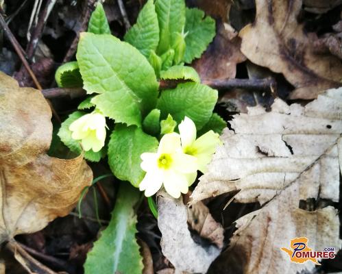 Matija led razbija – Kakšno vreme nam prinaša?