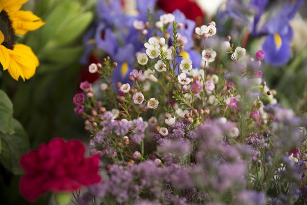 Zgodnje sejanje rož za hitrejše cvetenje na vrtu