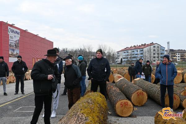 FOTO in VIDEO: Hrast kralj dražbe - kakšno ceno je dosegel na licitaciji lesa?
