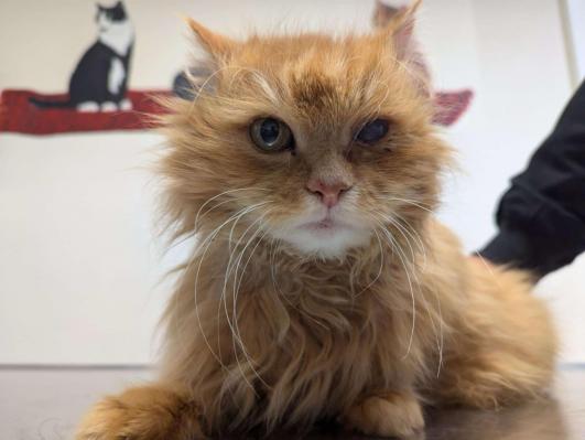 Posebno muco so želeli uspavati, zdaj potrebuje pomoč in dom