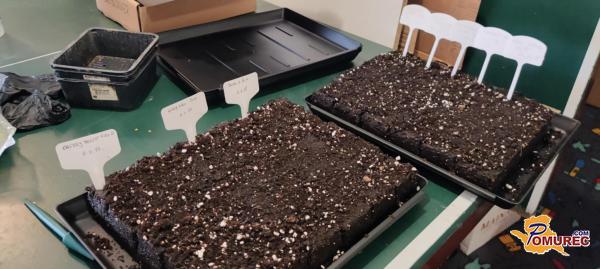 Kako si organizirati vrtnarjenje?