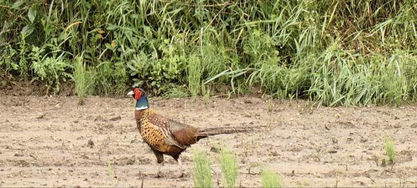Konec 64-letne tradicije: Vzrejališče fazanov v Beltincih se zapira