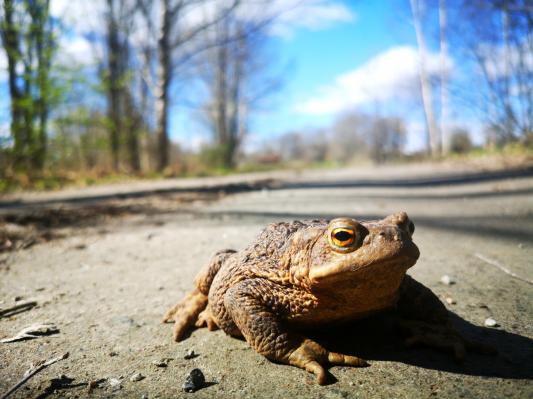 Selitev žab v Pomurju - Kako jim lahko pomagate?