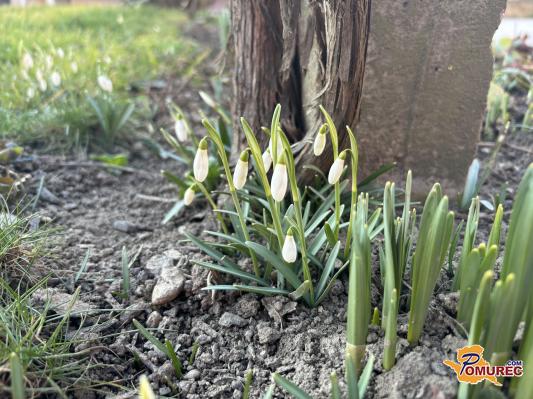 Kakšne so napovedi za letošnjo pomlad?