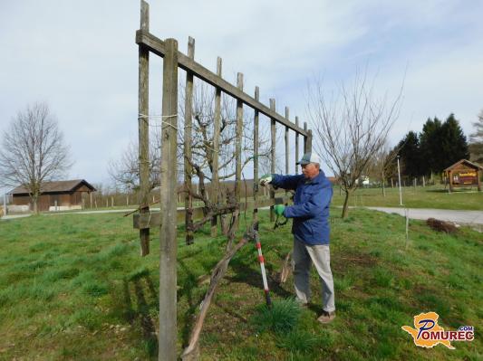 FOTO: Obrezali so vinsko trto in sadno drevje
