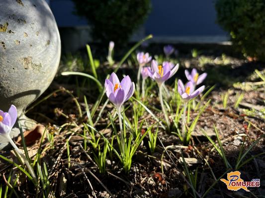 FOTO: Narava se je prebudila