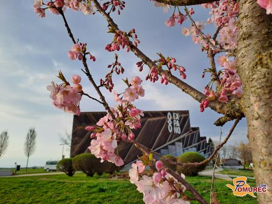 FOTO: Cvetenje sakur privablja obiskovalce k Soboškemu jezeru
